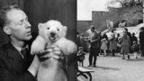 Brum brum, blahopřejme medvědům! První uměle odchovaný lední medvěd se narodil před 75 lety