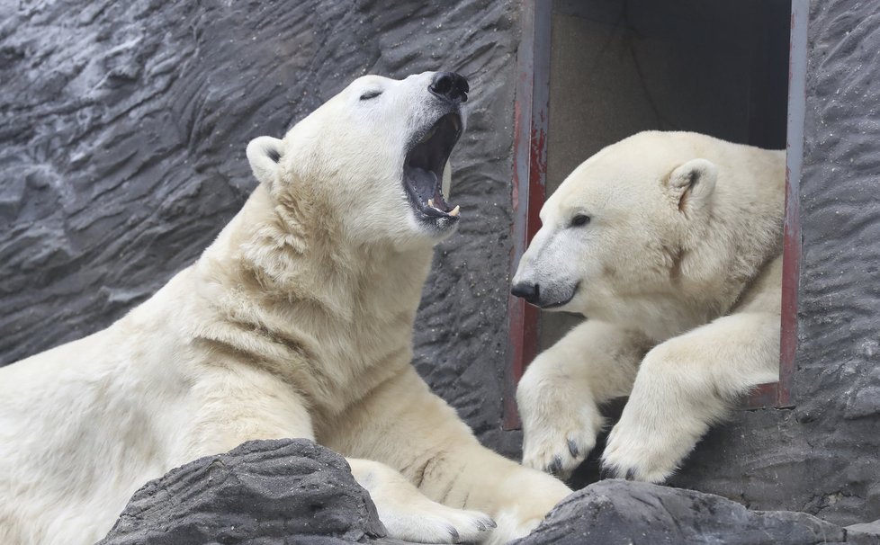 Lední medvědi dovádějí i odpočívají, aniž by tušili, že jejich život v pražské zoo začal Jan Vlasák ve vlastní vile.