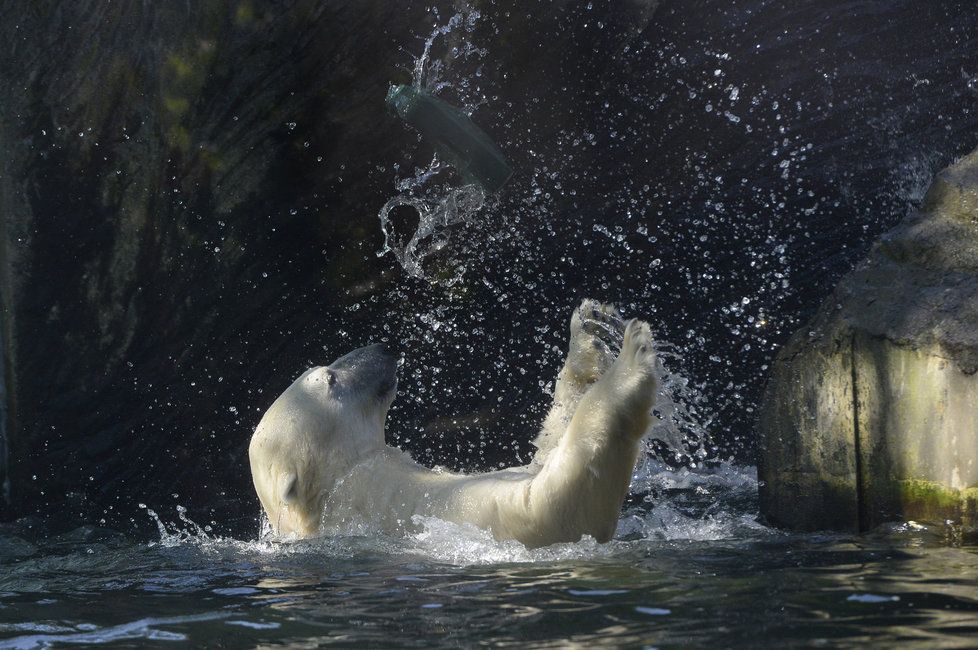 Zoo Praha oslaví Mezinárodní den ledních medvědů.