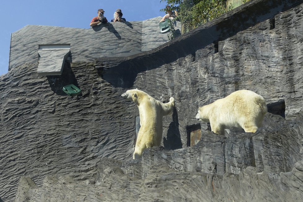 Zoo Praha oslaví Mezinárodní den ledních medvědů.