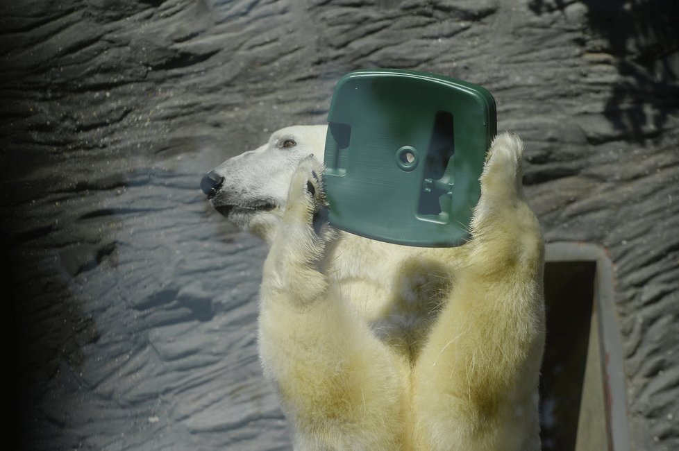 Zoo Praha oslaví Mezinárodní den ledních medvědů.