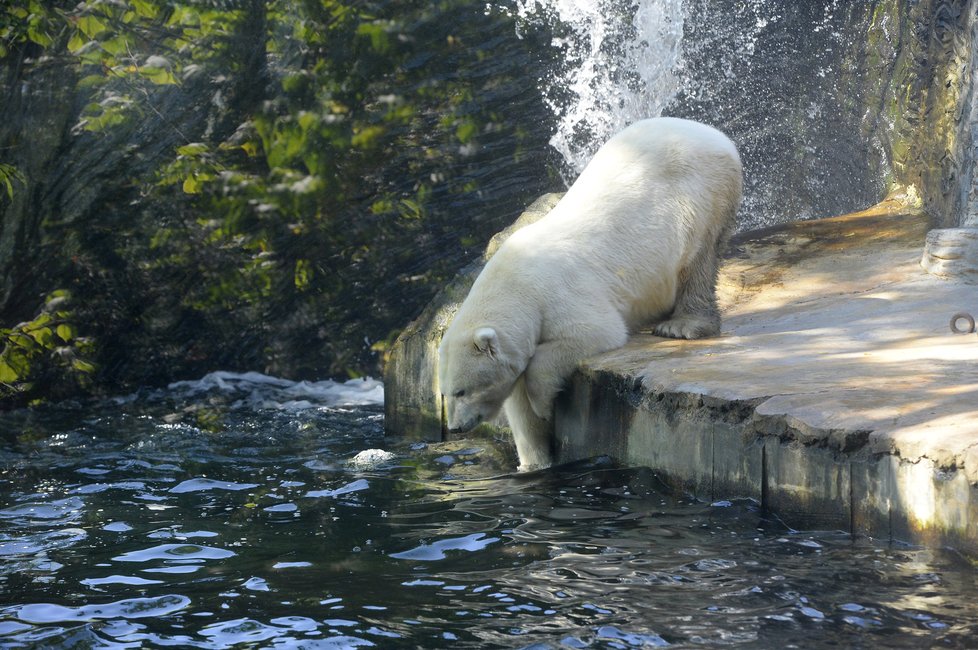 Zoo Praha oslaví Mezinárodní den ledních medvědů.