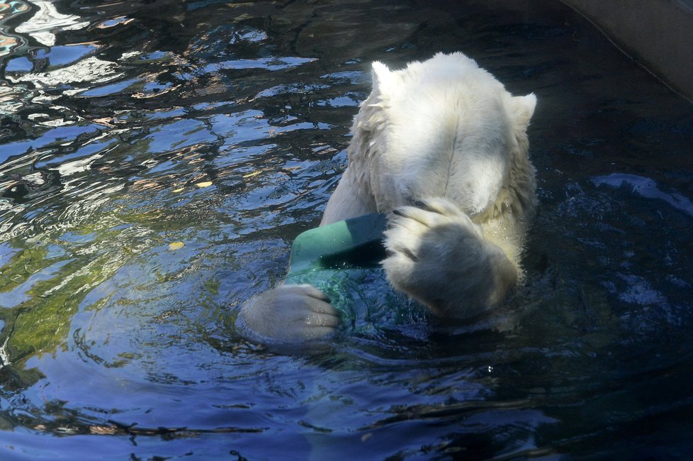 Zoo Praha zažije den s ledními medvědy.