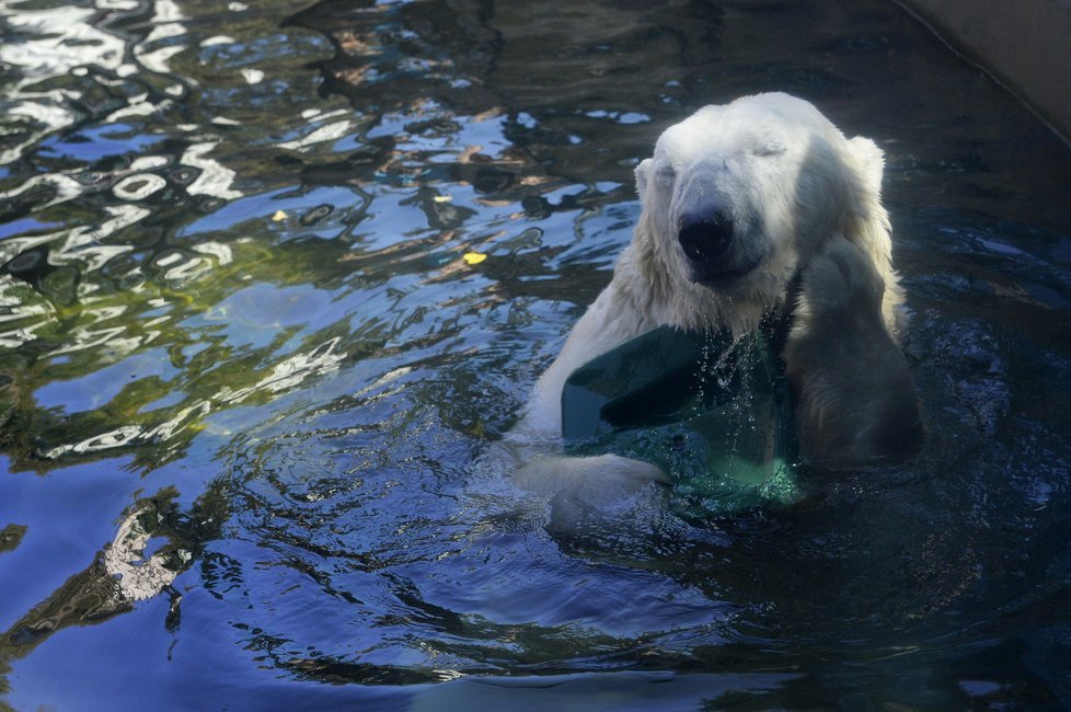 Zoo Praha zažije den s ledními medvědy.