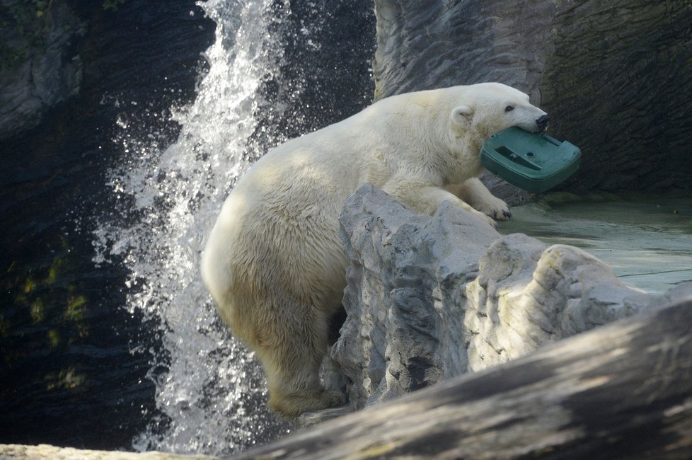 Zoo Praha zažije den s ledními medvědy.