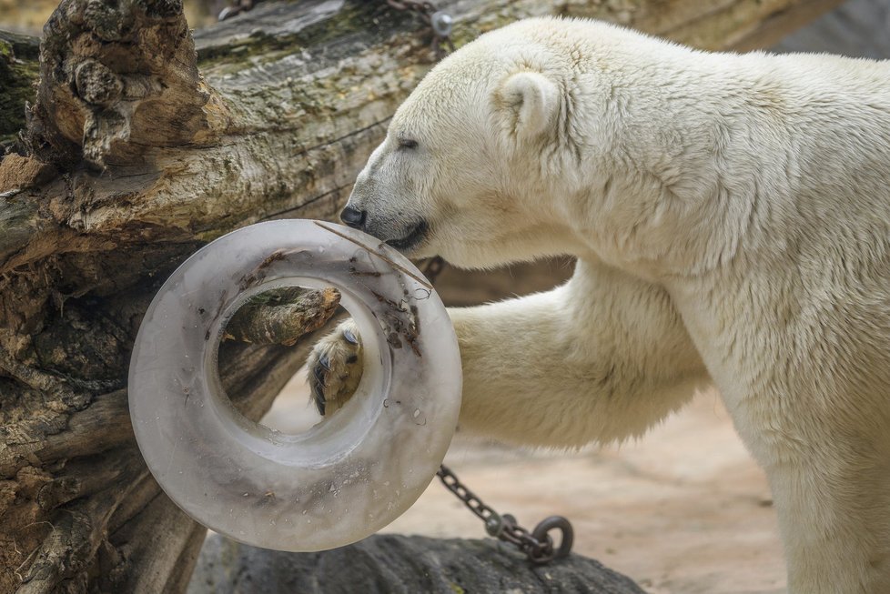 Další typ zmrzliny u ledních medvědů v pražské zoo - ledové kruhy.