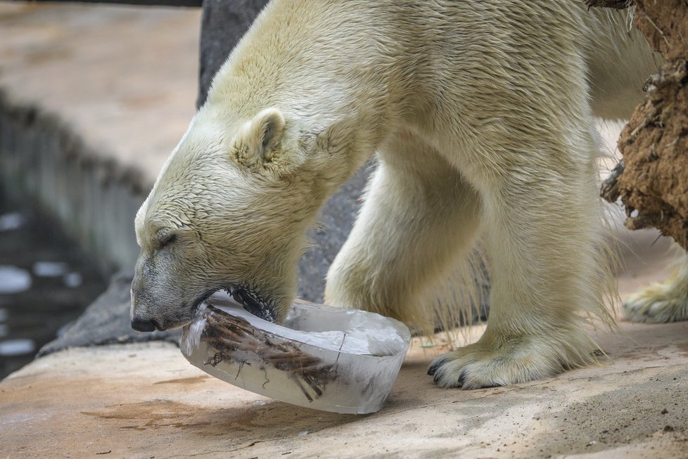 Výměna v Zoo Praha: Méďa Tom míří za nevěstou! Do Česka přijedou bratři z Polska . (ilustrační foto)