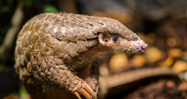 Samice luskouna krátkoocasého Run Hou Tang