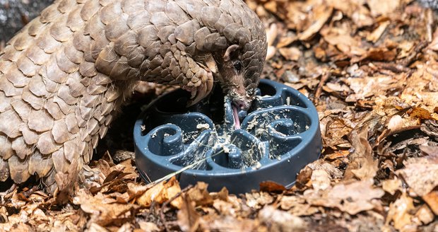 Zoo Praha poprvé představila veřejnosti vzácné luskouny krátkoocasé. (15. květen 2022)