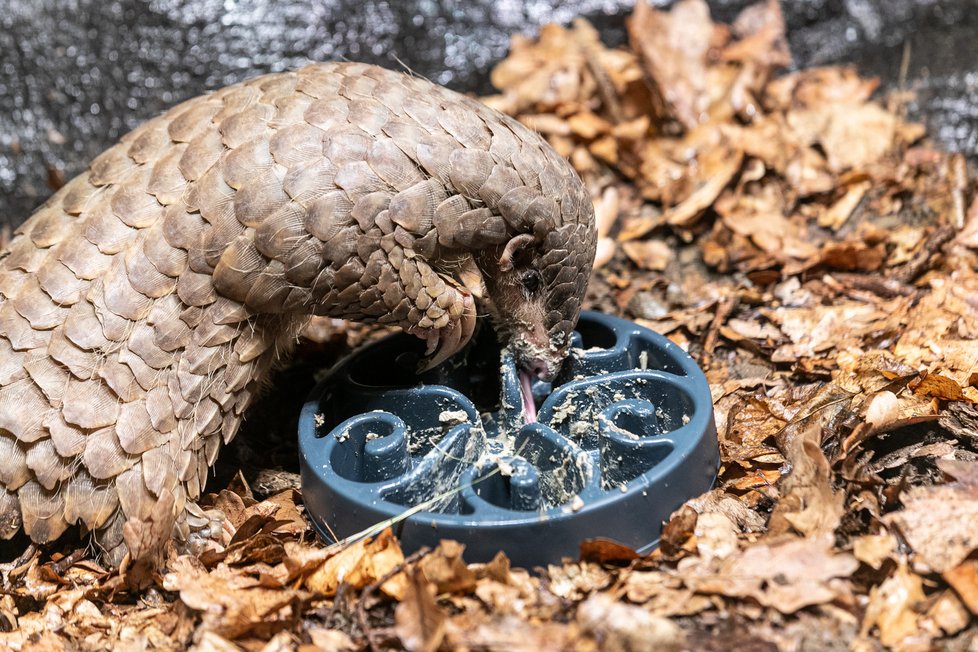 Zoo Praha poprvé představila veřejnosti vzácné luskouny krátkoocasé. (15. květen 2022)