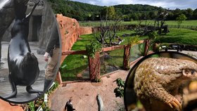 Rok 2022 pražské zoo: První luskouni, nový pavilon i bolestné odchody zvířecích miláčků