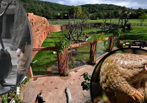 Jaký byl rok 2022 v Zoo Praha? První luskouni, nová rezervace Dja, ale bohužel i úhyny oblíbených zvířátek.