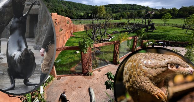 Jaký byl rok 2022 v Zoo Praha? První luskouni, nová rezervace Dja, ale bohužel i úhyny oblíbených zvířátek.