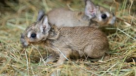 Dvojčata mary slatištní jsou první narozená mláďata v pražské zoo roku 2024!