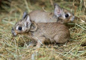 Dvojčata mary slatištní jsou první narozená mláďata v pražské zoo roku 2024!