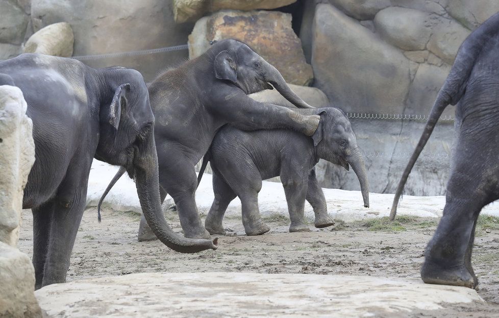 Sloni indičtí obývají v Zoo Praha Údolí slonů, otevřené v březnu 2013, a to díky podpoře hl. m. Prahy i příspěvkům od tisíců lidí. 