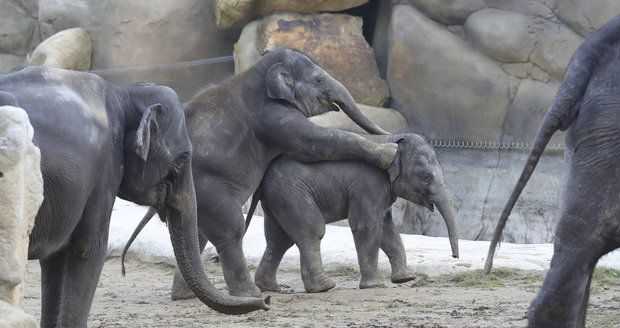 Zatímco sloni budou venku, lidé se mohou o víkendu přijít podívat do jejich zázemí v Zoo Praha.