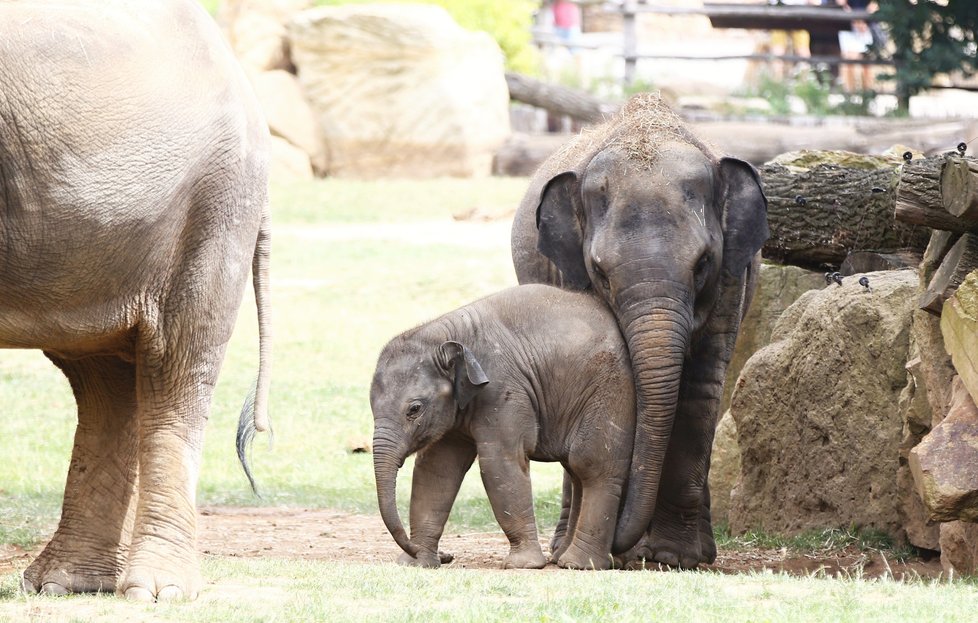 Sloni indičtí obývají v Zoo Praha Údolí slonů, otevřené v březnu 2013, a to díky podpoře hl. m. Prahy i příspěvkům od tisíců lidí. 