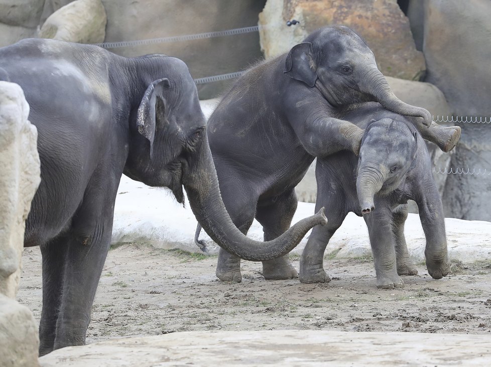 Sloni indičtí obývají v Zoo Praha Údolí slonů, otevřené v březnu 2013, a to díky podpoře hl. m. Prahy i příspěvkům od tisíců lidí. 