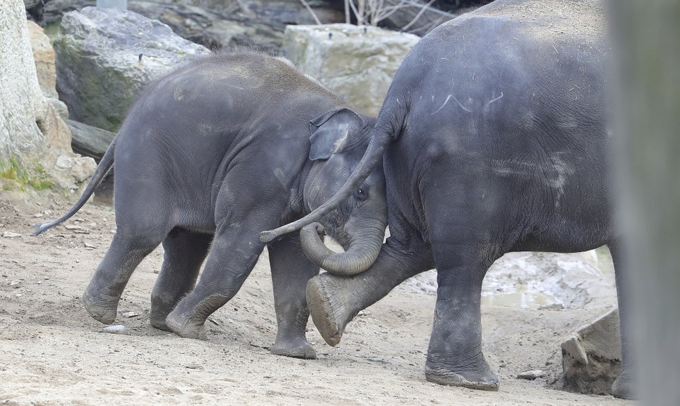 Sloni indičtí obývají v Zoo Praha Údolí slonů, otevřené v březnu 2013, a to díky podpoře hl. m. Prahy i příspěvkům od tisíců lidí. 