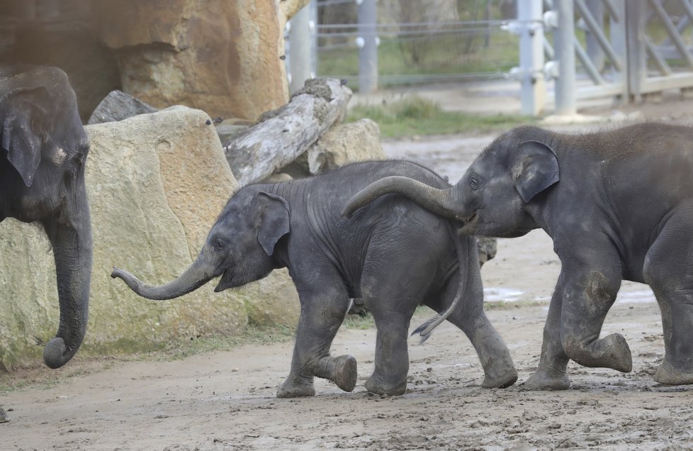 Sloni indičtí obývají v Zoo Praha Údolí slonů, otevřené v březnu 2013, a to díky podpoře hl. m. Prahy i příspěvkům od tisíců lidí. 