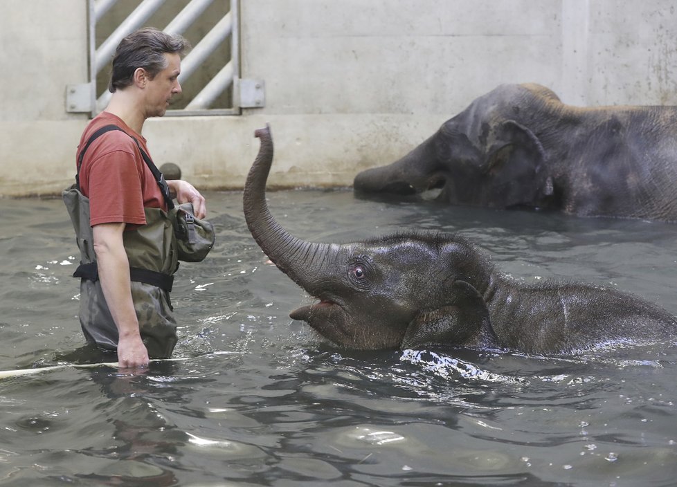 Sloni indičtí obývají v Zoo Praha Údolí slonů, otevřené v březnu 2013, a to díky podpoře hl. m. Prahy i příspěvkům od tisíců lidí. 