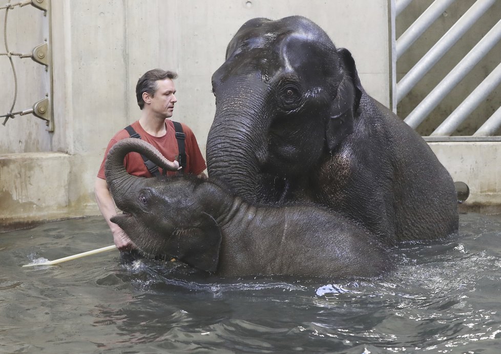 Sloni indičtí obývají v Zoo Praha Údolí slonů, otevřené v březnu 2013, a to díky podpoře hl. m. Prahy i příspěvkům od tisíců lidí. 