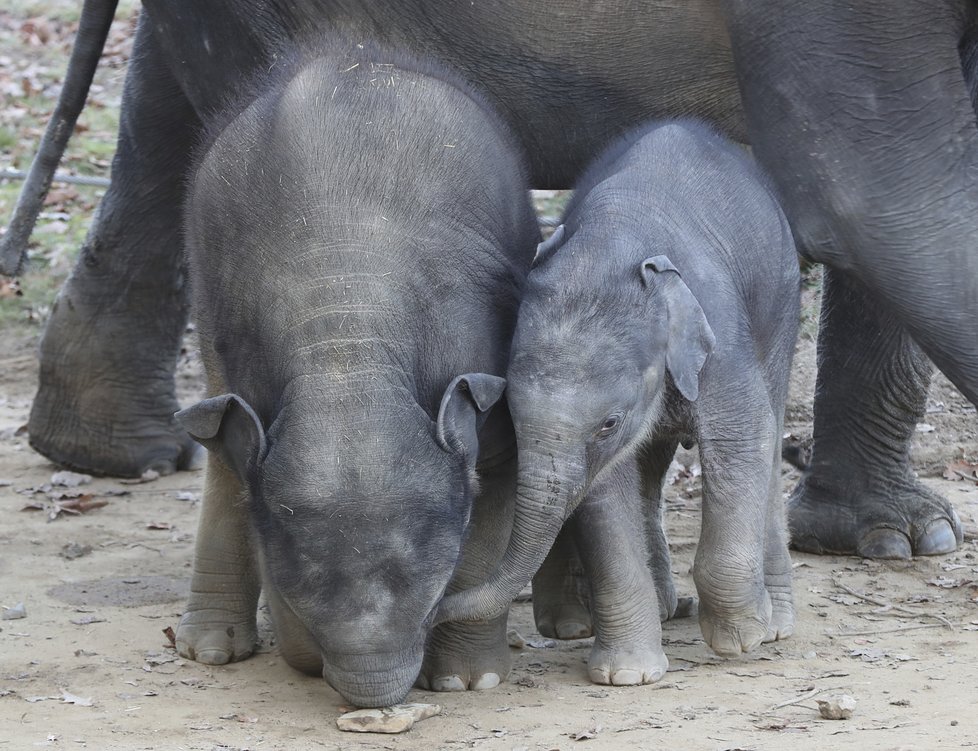 Sloni indičtí obývají v Zoo Praha Údolí slonů, otevřené v březnu 2013, a to díky podpoře hl. m. Prahy i příspěvkům od tisíců lidí. 