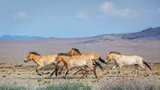 Koně Převalského v Kazachstánu i chov divokých velbloudů: Zoo Praha představila projekty na ochranu zvířat
