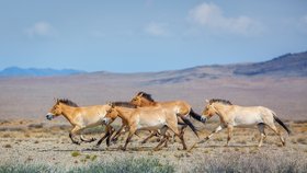 Koně Převalského v Kazachstánu i chov divokých velbloudů: Zoo Praha představila projekty na ochranu zvířat