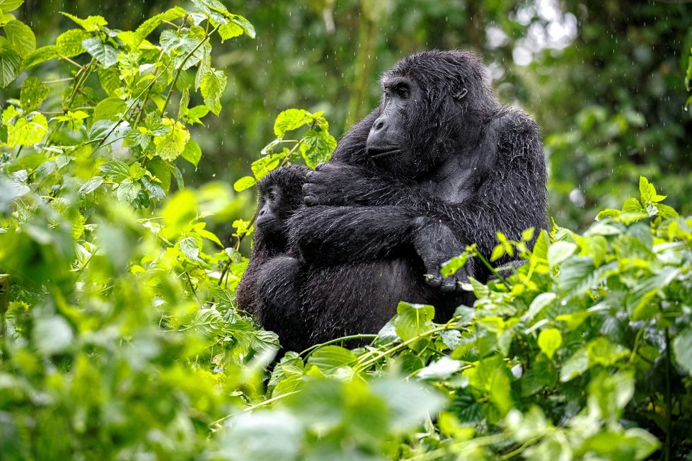 Gorily chované v Zoo Praha jsou „velvyslanci“ volně žijících goril. Na snímku gorila východní v Národním parku Kahuzi Biega
