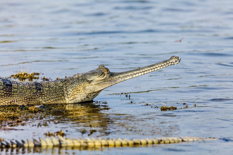 Gaviáli jsou ze všech druhů krokodýlů nejvíce vázáni na vodu. Jejich úzké pin-zetovité čelisti jsou uzpůsobené k chytání ryb, které tvoří hlavní složku jejich potravy