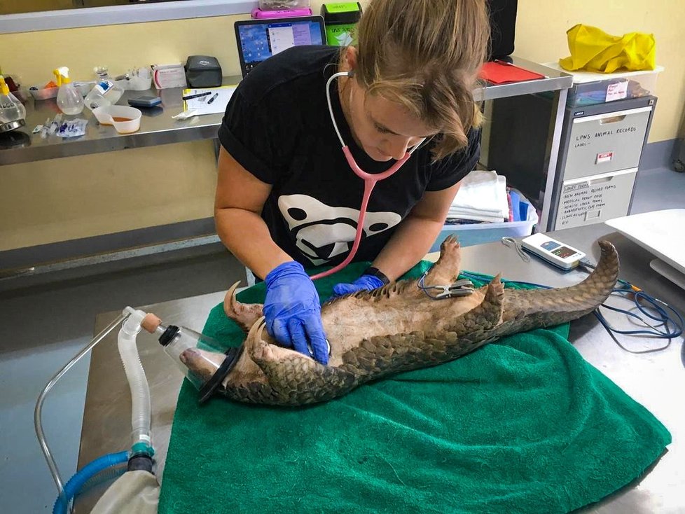 Pytlákům zabavený luskoun v laoském Pangoláriu – záchranné stanici, kterou pomohla Zoo Praha vybudovat u města Luang Prabang.
