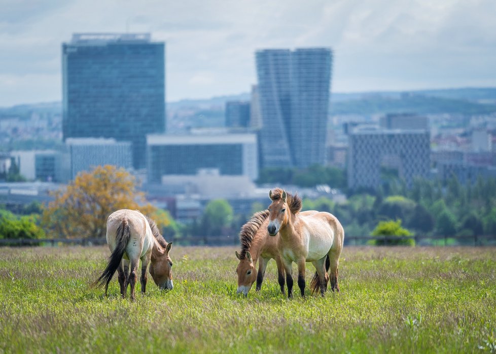 Pastva koní Převalského přispívá k obnově původní stepní flóry i fauny.