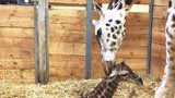 VIDEO: První krůčky narozeného žirafátka! V pražské zoo se radují, Eliška porodila mláďátko