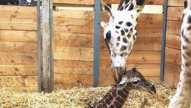 Zoo má nový přírůstek – samici Elišce se 13. února narodilo mládě.