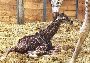 Zoo má nový přírůstek – samici Elišce se 13. února narodilo mládě.