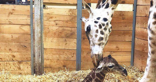 VIDEO: První krůčky narozeného žirafátka! V pražské zoo se radují, Eliška porodila mláďátko