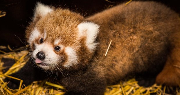 V pražské zoo se poprvé narodila dvojčata pandy červené (7. září 2021)