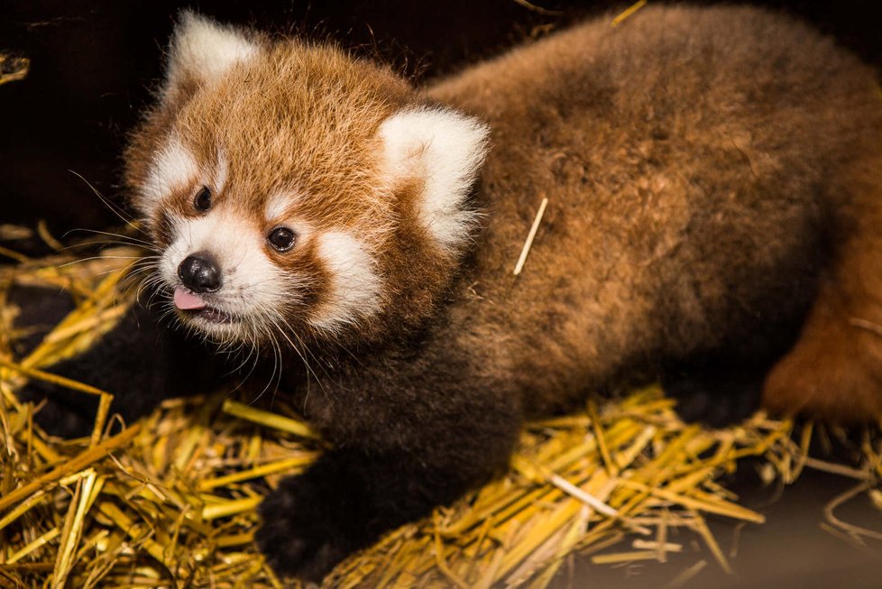 V pražské zoo se poprvé narodila dvojčata pandy červené (7. září 2021)