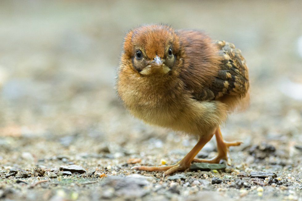 V pražské zoo se vylíhlo mládě Satyra perlového (Tragopan caboti).