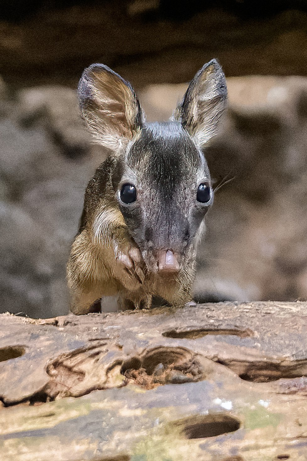 Na sklonku roku se v pražské zoo se narodilo úplně první mládě Klokánka krysího (Potorous tridactylus).