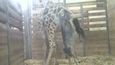 První okamžiky žirafího miminka na světě! Porodu Elišky byl v druhé ohradě přítomen také hrdý tatínek, samec Johan.