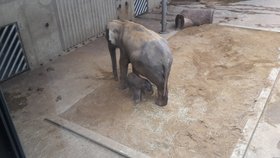 Nově narozené slůně se slonicí Janitou