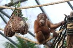 Orangutánek Kawi oslavil své třetí narozeniny. V nádobách ve tvaru fíků dostal buráky, semínka, větvičky a jiné dobroty. (17. listopad 2023)