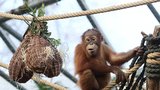 Orangutánek Kawi v Zoo Praha oslavil třetí narozeniny: Z fíků lovil sušenky a buráky
