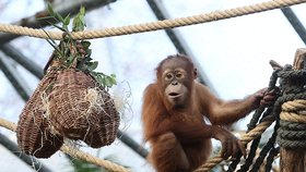 Orangutánek Kawi oslavil své třetí narozeniny. V nádobách ve tvaru fíků dostal buráky, semínka, větvičky a jiné dobroty. (17. listopad 2023)