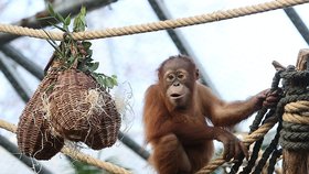 Orangutánek Kawi v Zoo Praha oslavil třetí narozeniny: Z fíků lovil sušenky a buráky