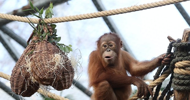 Orangutánek Kawi v Zoo Praha oslavil třetí narozeniny: Z fíků lovil sušenky a buráky