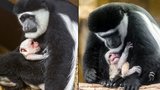 V pražské zoo křtili malou opičku: Během akce se narodila další